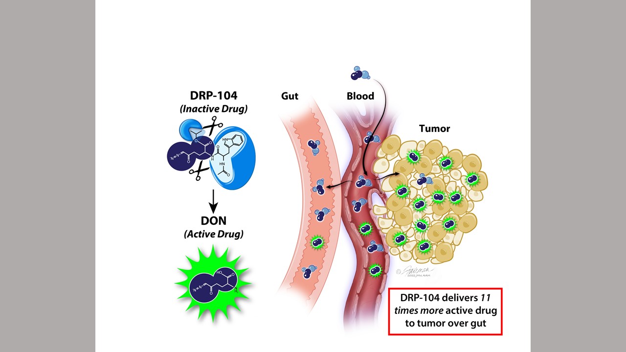 Schematic showing DRP-104’s bio-activation to DON in tumor and bio-inactivation to an inert metabolite in GI tissues.